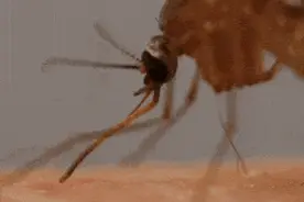 春夏出游遇见这4种虫子，千万别拍死图片