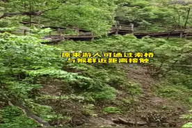 峨眉灵猴太顽劣，封闭索桥只为人猴和谐相处图片