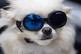 每逢假日宠物伤人高发，除了狂犬疫苗这个疫苗容易被忽略图片