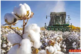 好棉花的背后是产业链的专业化图片
