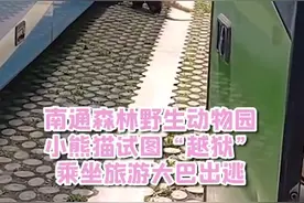 “越狱”失败！小熊猫溜进旅游大巴出逃被捉回图片