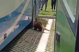 “越狱”失败！小熊猫溜进旅游大巴出逃被捉回图片