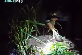 看哭！山东一母亲连夜挖40斤蒜给返程女儿：她有俩孩子，能省一点是一点图片