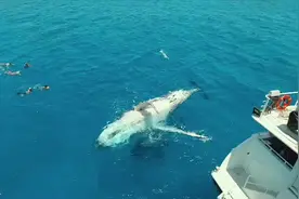 壮观！澳大利亚两只座头鲸在浮潜者旁边嬉戏 表演翻身亮肚皮图片