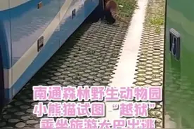 试图“越狱”？小熊猫藏进大巴车被捉回，网友：只怪外面的世界太精彩图片
