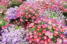 岳云鹏、景甜、邓伦等来到花博园区，快来获取爱豆同款打卡照图片