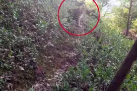 杭州山上疑似发现豹子！发现者：它胆子挺大，还回头看我一眼！它要敢冲上来，我跟它对打...图片