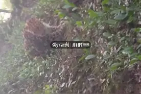 突发！杭州转塘山林疑似豹子出没？目击村民：不敢上山干活了！动物园最新回应图片