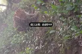 进展｜杭州转塘山林里村民目击的“豹子”暂时还没找到，森林消防和民警已下山图片