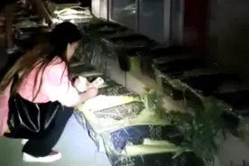 成都寄递宠物盲盒抽检结果出炉：30只猫狗均携细小病毒视频封面