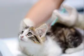 刷脸之后，宠物险仍须迭代图片