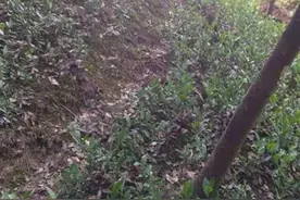 杭州山林疑似有豹子出没，当地多部门正组织搜寻图片