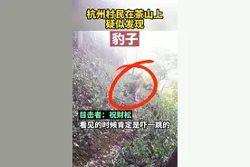 目击者还原杭州发现豹子经过：它胆子挺大，还回头看我一眼图片