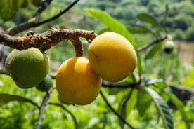 吃货们可以奔走相告了，塘栖枇杷节可坐免费专线前往图片