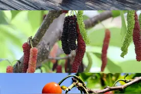 桑葚、樱桃、草莓在贵阳开启一场甜蜜之旅图片