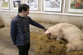 实拍生命倒计时的“猪坚强”：后腿无法站立，但一听饲养员声音就精神图片