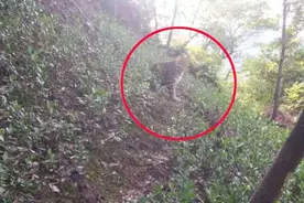 杭州转塘茶山上出现一只豹？野生动物世界和杭州动物园都称无豹外逃 有关部门表示正在调查中……图片