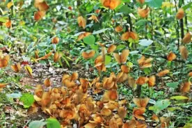 1.5亿只！云南金平预计将现十年来最大规模蝴蝶大爆发图片