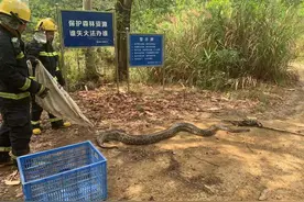 果园内惊现3米长大蟒蛇！谢岗消防救援大队捕捉后放生图片