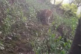 杭州有村民拍到疑似豹子照片，多部门还在核实图片