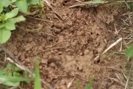 红火蚁之战②｜首现地蚁巢遍布、土地撂荒，村民怕被咬不敢下地图片