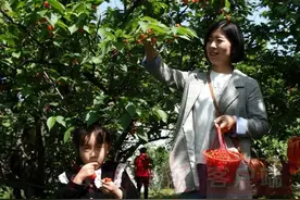 沈丘 樱桃红了，小村火了，美丽乡村变身“网红打卡地”图片