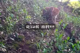 杭州出现的“豹子”是野生的还是逃出来的？记者去打听了图片
