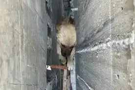 小狗被困桥墩一个多月，银川市民协力营救！惊心动魄图片