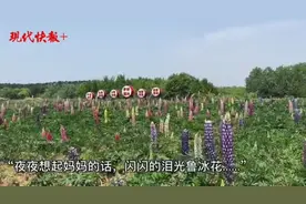 母亲节就要到了，歌里唱的鲁冰花原来这么美图片