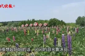母亲节就要到了，歌里唱的鲁冰花原来这么美图片