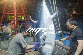 600多斤！浙江船老大捕获一只大家伙图片