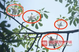 美丽异木棉棉絮在南宁四处飘散，专家：无毒，不用担心图片