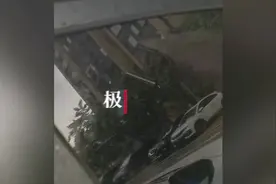 小区私家车上无故布满黏液？原来是蚜虫的分泌物图片