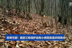 呆萌可爱！国家三有保护动物小麂现身重庆阴条岭视频封面