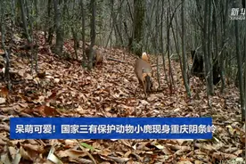 呆萌可爱！国家三有保护动物小麂现身重庆阴条岭视频封面