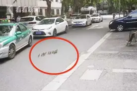 鸳鸯妈妈带娃散步被撞身亡 动物园收养11只雏鸟图片