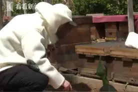 不做上海白领回老家养蜜蜂 这个90后闯出一片天图片