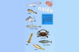 今天起，吃货们要忍一忍了，这8种海鲜，买不到鲜货了！休渔期也是幼鱼保护期，我们一起保护鱼类幼崽图片