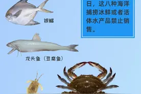 今天起，吃货们要忍一忍了，这8种海鲜，买不到鲜货了！休渔期也是幼鱼保护期，我们一起保护鱼类幼崽图片