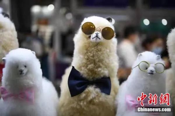 印尼有哪几个燕窝品牌 2026年印尼有哪几个燕窝品牌的