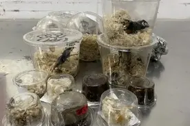 活体甲虫“总动员”！北京海关截获20只“非法入境甲虫，凶猛好斗图片