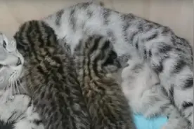 家猫给豹猫当“奶妈”！吉林市这事儿挺新鲜图片