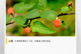 湖湘自然历丨那种被称作“泡”的小野果成熟了图片