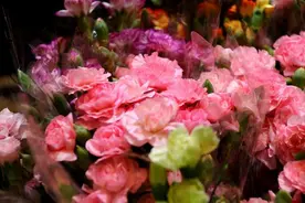 2021母亲节｜送花攻略：除了康乃馨，这些花语你知道吗？图片