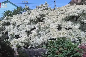 青岛城阳：一颗近300岁的流苏树花开满树 犹如白雪覆盖图片