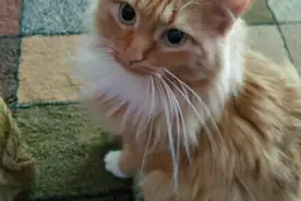 素食女孩介意猫吃老鼠 强迫男友放弃养猫图片