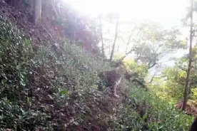 杭州野生动物世界金钱豹外逃后续：联合调查组入驻图片