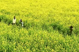 美哉，我武山的油菜花开啦图片