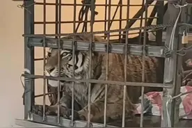 壹现场｜东北虎闯入村庄后续来了 被扑伤女子已出院图片