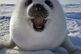 世界微笑日 | 让海洋动物的微笑治愈你图片